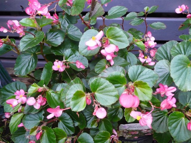 B. ‘Baby Wings Pink’